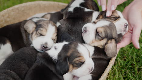 The-owner-of-the-puppies-gently-touches-his-pets,-who-are-napping-in-a-basket