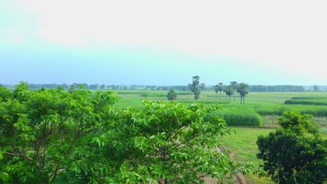 Drone-view-shot-of-west-Bengal-remote-side-agricultural-paddy-and-jute-village-field