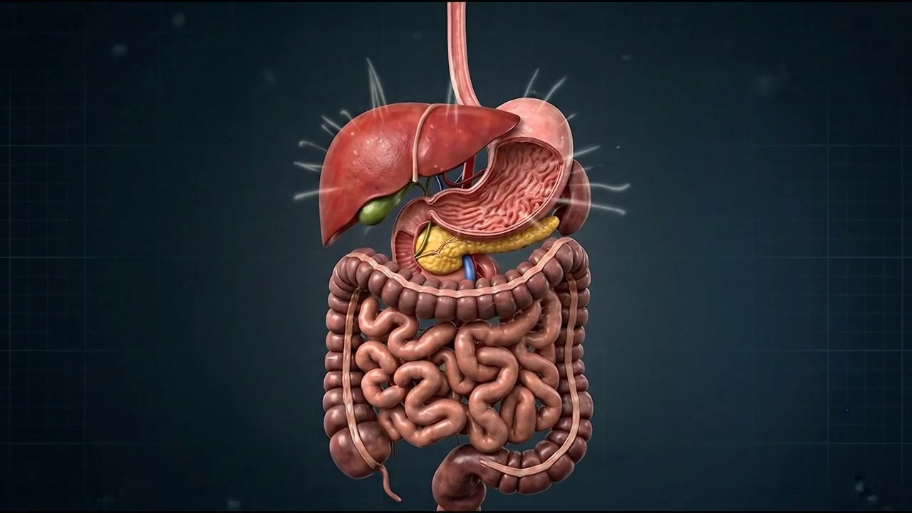 Isolated digestive system showing liver stomach and intestines on dark background