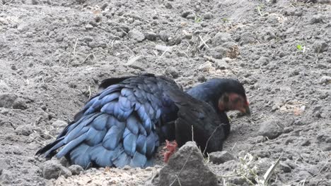 chicken relaxing - fathers - black