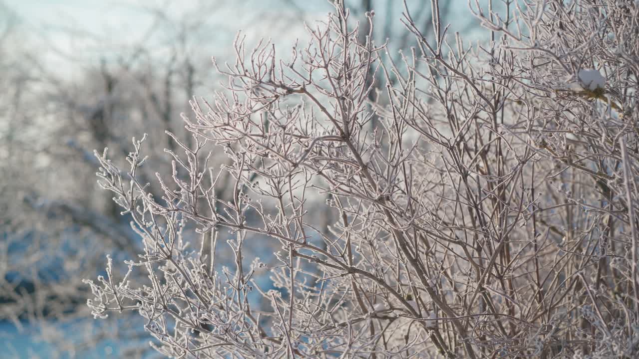 Magical winter sunrise over hoar frost covered branches and frozen trees in a serene snowy landscape.