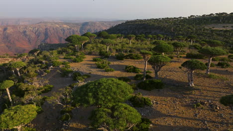 árboles de sangre de dragón del bosque de firhmin durante la puesta de sol en socotra, yemen