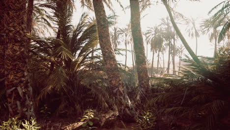 El-Sendero-Del-Oasis-De-Palmeras-Es-Una-De-Las-Muchas-Caminatas-Populares-En-El-Parque-Nacional