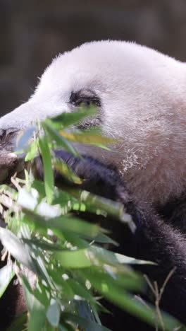 a close up of a panda eating in vertical