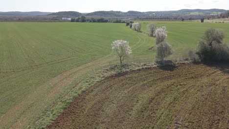 Imagen-Aérea-De-Un-Campo-Plantado-Con-Un-árbol-En-Flor-En-El-Medio-Volando-En-Círculo