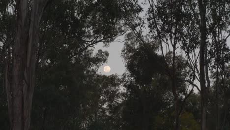 full moon through trees queensland australia