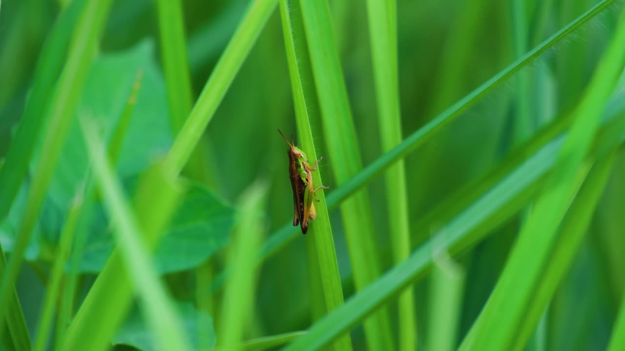 saltamontes de prado en una hoja de hierba saltando en un campo grueso
