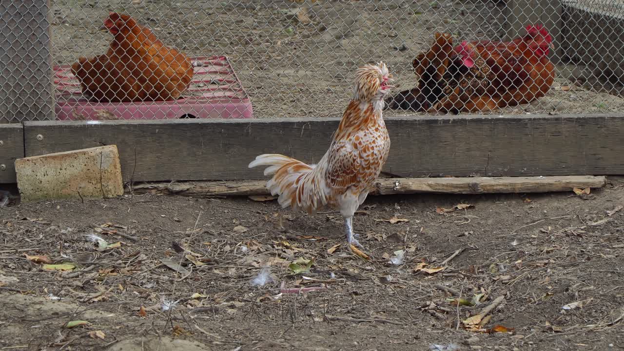 Close-up of a beautiful, extravagant crowing Polish Crested chicken in Puszta, Hungary