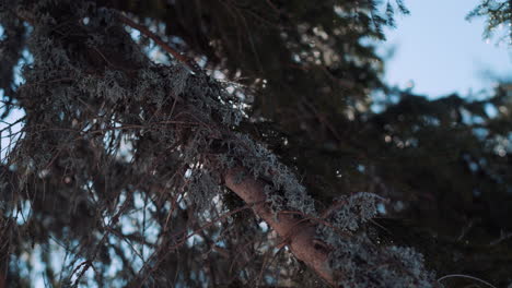 moss on the branches of a pine tree in winter