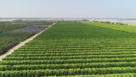 Luftaufnahmen-Von-Großen-Plantagen-Von-Obstbäumen-Und-Landwirtschaftlichen-Feldern