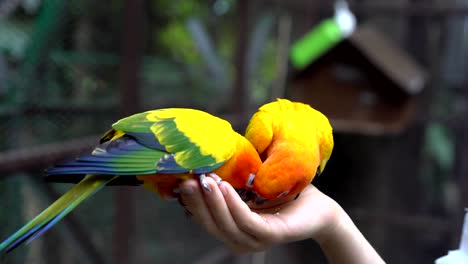 sostener a mano y alimentar loros - concepto de cuidado de los animales.
