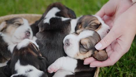 the owner of the puppies gently touches his pets, who are napping in a basket