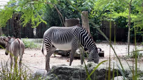 herbívoro cebra de grevy, equus grevyi