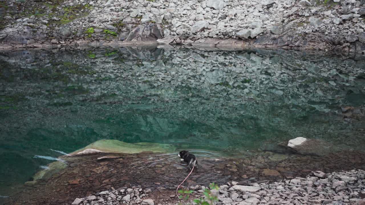 Alaskan Malamute On Leash Walking In A Calm And Clear River