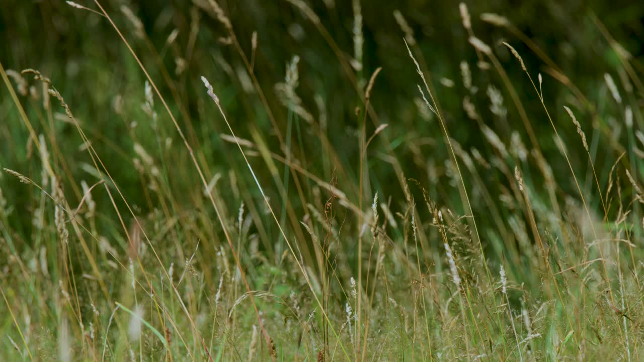 Tall wild grass sways gently in natural daylight, captured with a steady, medium-wide shot