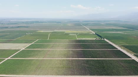 Enormes-Viñedos-Campos-De-Cultivo-Agrícola-En-El-Valle-De-Uco