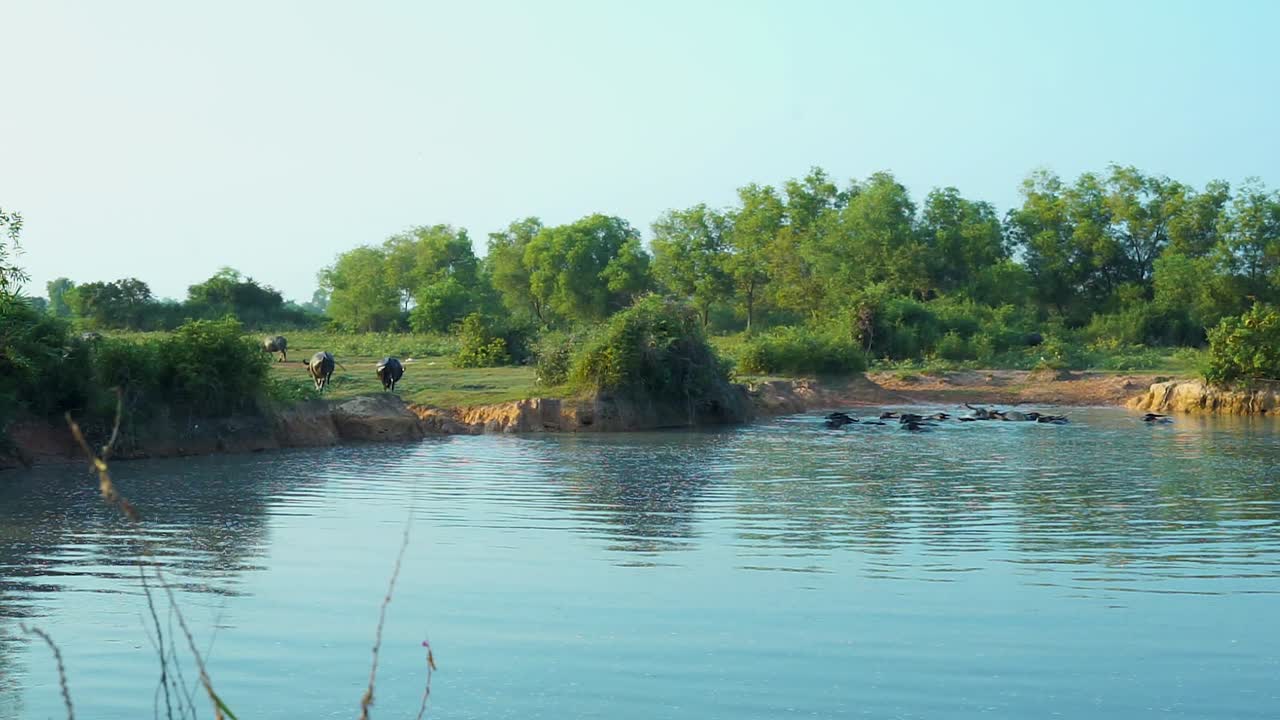 Buffalo farm business in Asia. buffalo having a bath in the pond.