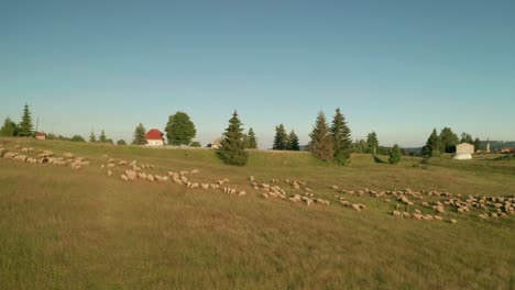 Summer-evening-aerial-top-down-view-of-hundreds-of-white-sheep-grazing-on-a-meadow-in-Sihla,-Slovakia