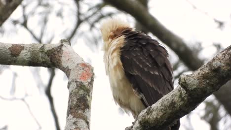 The-yellow-headed-caracara