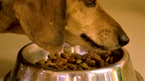 4k 60fps daschund eating from metal aluminium dog bowl