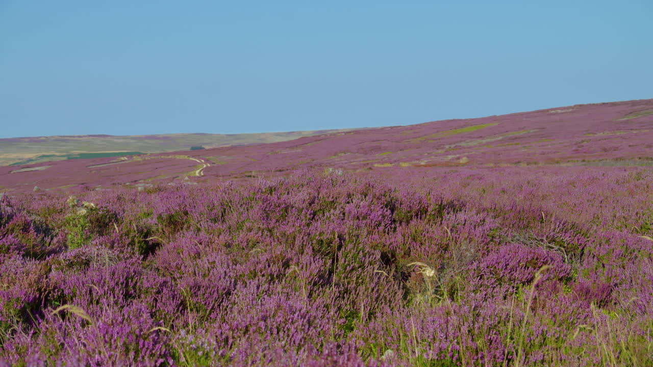 temporada de brezo, parque nacional de north york moors yorkshire verano 2022 - cámara de cine prores 4k clip 10