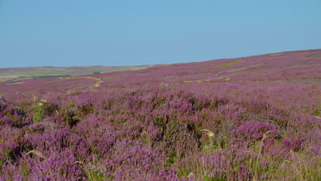 temporada de brezo, parque nacional de north york moors yorkshire verano 2022 - cámara de cine prores 4k clip 10