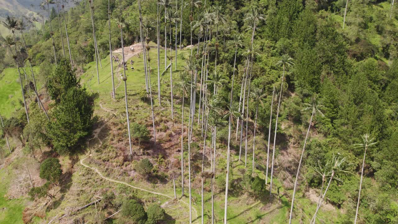 un avión no tripulado rodeando las palmeras de cera de quindío en el valle de cocora, colombia