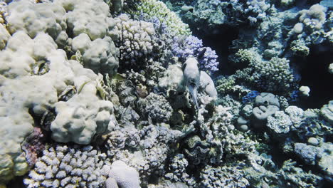 Pequeños-Peces-Blancos-Y-Gordos-En-Un-Colorido-Arrecife-Mientras-Bucean