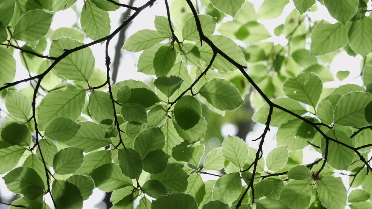 New Beech tree leaves flourishing in the Spring sunlight in a woodland, Worcestershire, England.