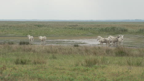 White-donkeys