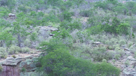 Bosque-De-Rocas-Del-Desierto-De-Caatinga-Con-Brisa-Tranquila-En-Brasil