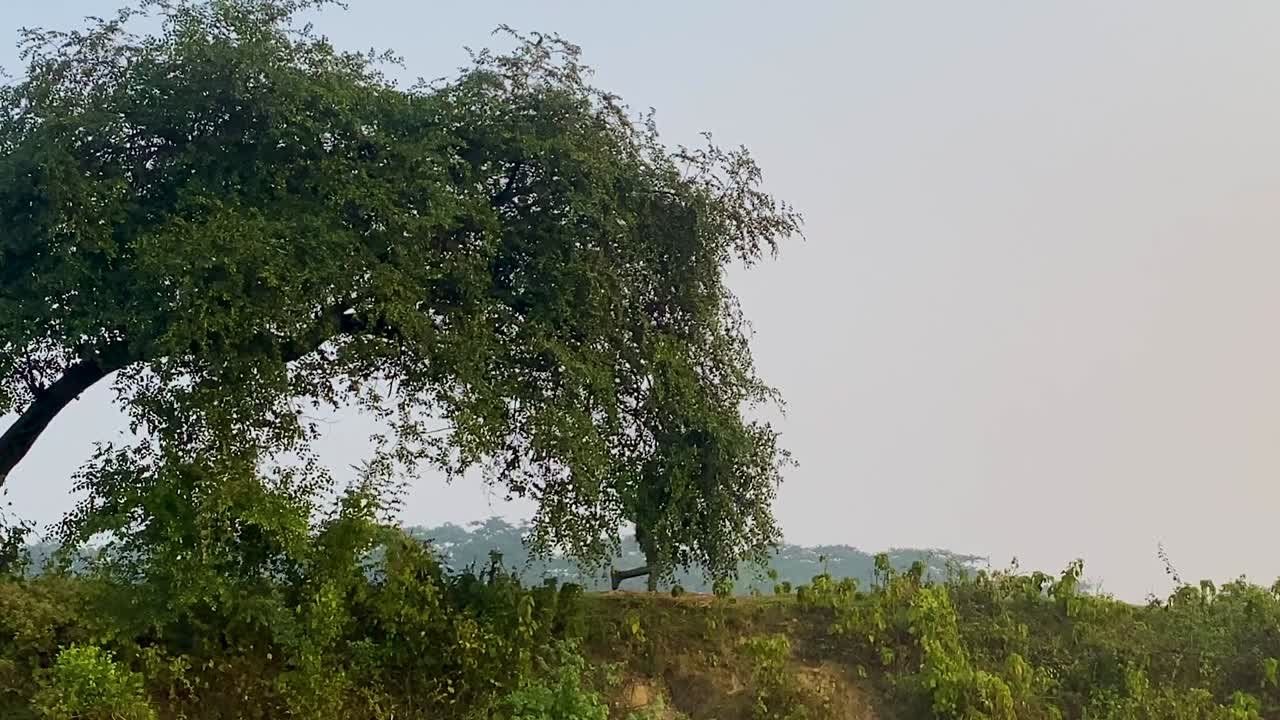 나무에서 프레임에 들어가는 사람의 넓은 샷, 시골 풍경에서 조깅하는 사람