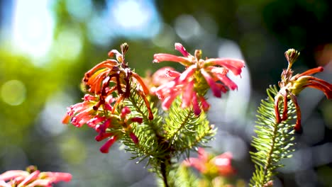 The-Lobelia-cardinalis,-a-fiery-cardinal-in-a-garden-of-green,-dances-in-the-sun-and-wind