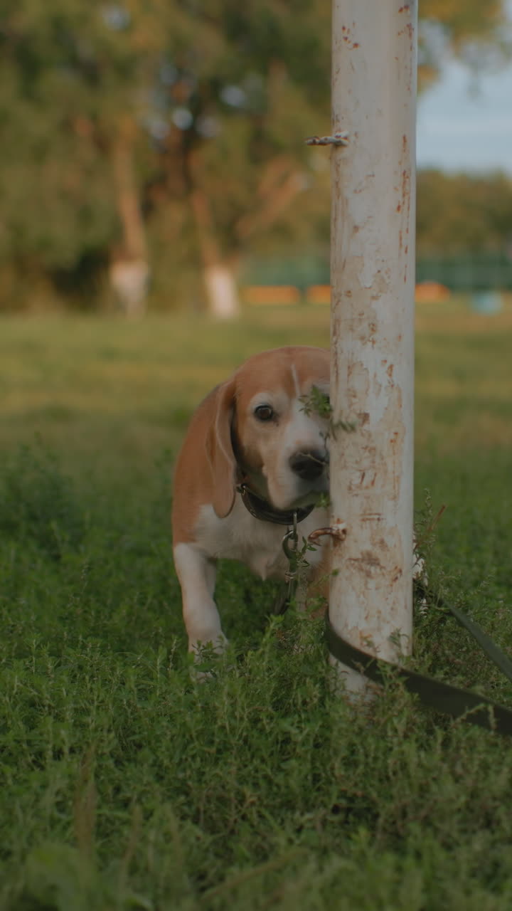 Beagle che annusa l'erba vicino a un palo al tramonto, collare legato che cattura la luce calda, muovendo il naso tra il verde, girando la testa per osservare il parco, postura calma che si sposta tra l'esplorazione concentrata e il relax