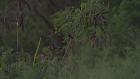 Un-Pájaro-Miná-Se-Arregla-Las-Plumas-Mientras-Está-Posado-Sobre-Una-Caña-Antes-De-Volar