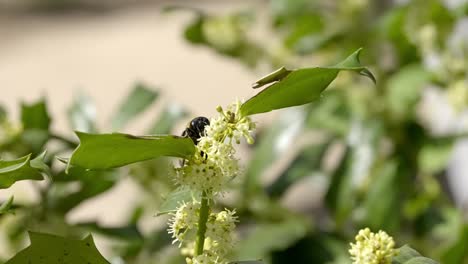 close‑up of carpenter bee harvesting pollen from white spiky flower