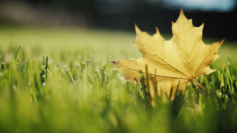 Yellow-maple-leaf-lies-on-green-lawn-grass