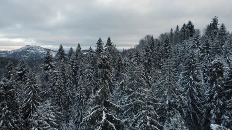 Frosted-Snowy-Pine-Tree-Forest-in-Beautiful-Ukraine-Mountains---Aerial