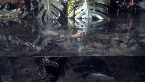 wide angle shot of head of a crocodile as it floats in the middle of many exotic fishes at chester zoo, uk