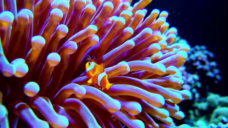 clownfish in a vibrant sea anemone