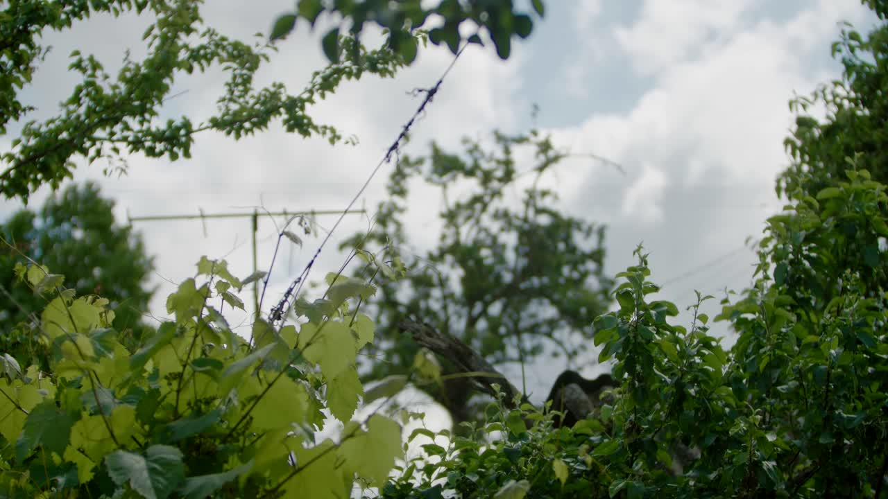 Grape vines with rooftop antenna in rural countryside, home life