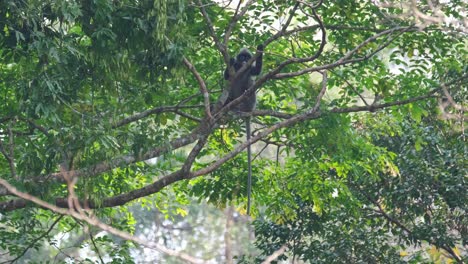 Seen-holing-on-branches-and-then-scratches-its-back-with-its-left-hand-and-looks-to-its-left