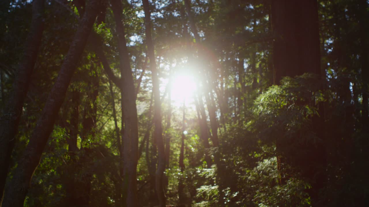 태양은 숲의 키 큰 나무를 통과합니다 3