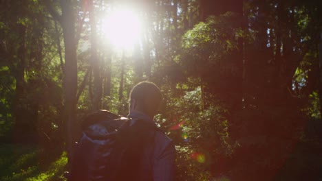 The-sun-filters-through-tall-trees-in-a-forest-3