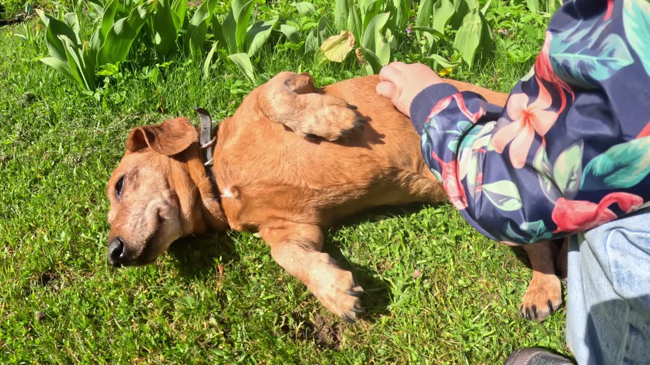 Brown dachshund stretch and lies on its side on fresh green grass, looking relaxed happy while receiving a belly rub bonding with person in a colorful floral-patterned shirt and jeans under bright sun