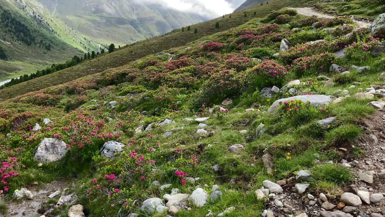 rosas alpinas, cerca de una ruta de senderismo alrededor de kühtai en austria