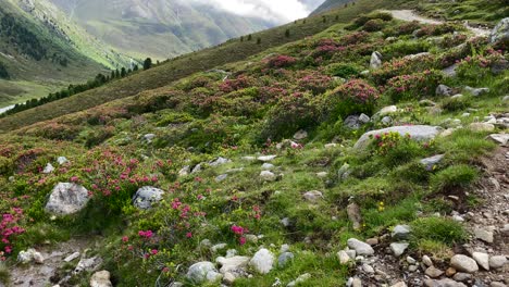 alpine roses, nearby a hiking trail around kühtai in austria