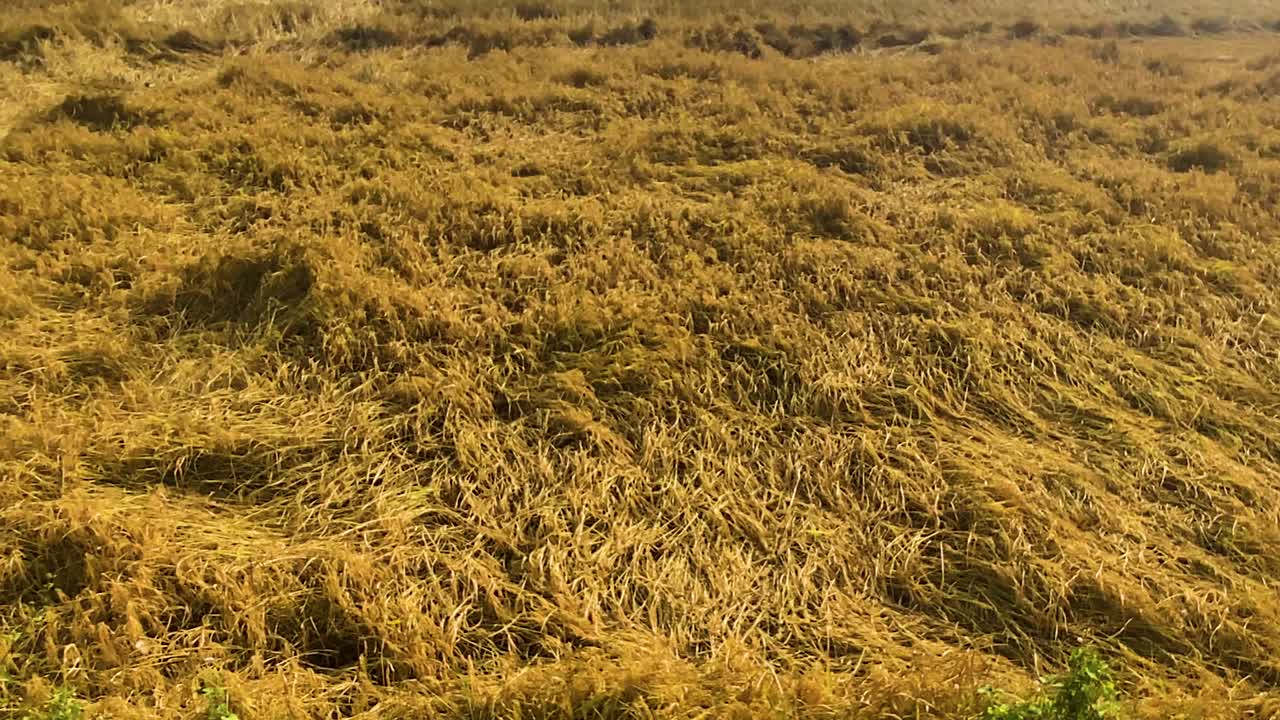 Crushed flat ripe golden paddy field growth after heavy storm and wind in Bangladesh South Asia