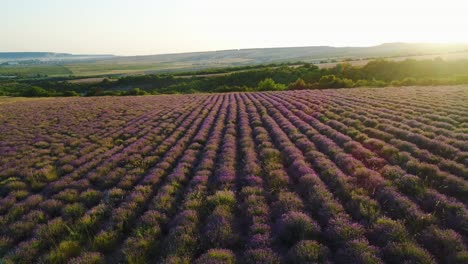 campo de lavanda al amanecer