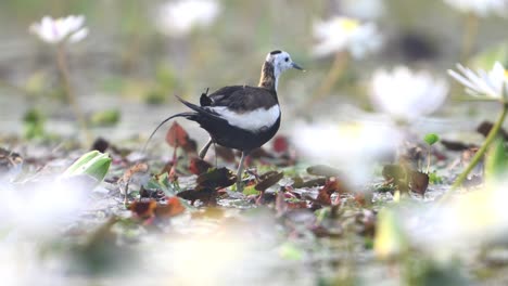 pheasant tailed jacana with chicks - new borns